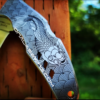 Spyderco Byrd Crossbill - Koi with Waves - Deep Fiber Laser Engraved - EDC Knife - Stainless Steel - New in Box